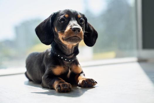 Front view of black, cute dachshund lying indoors, looking up, raising head, interested, thoughtful. Pretty puppy, taksa with brown paws and neck playing indoors. Concept of dogs.