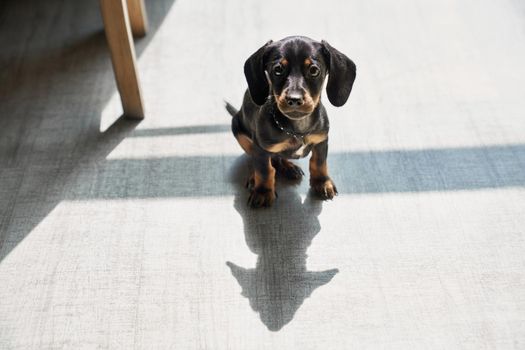 Front view of cute, black, little dachshund puppy standing indoors, looking at camera, thoughtful. Funny, small dog with brown paws and neck playing. Concept of domestic animals.