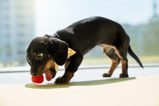 Side view of black, little dachshund puppy with brown paws and neck standing, biting strawberry. Cute, funny dog eating, playing, wearing stylish collar. Concept of animals.