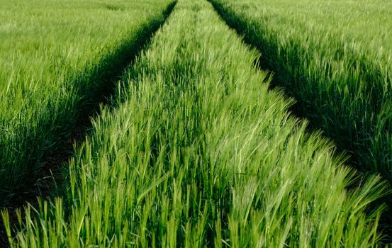 Farming Image Of Tire (Tyre) Tracks Through A Wheat Field
