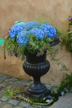 Blue hydrangea flowers in a pot