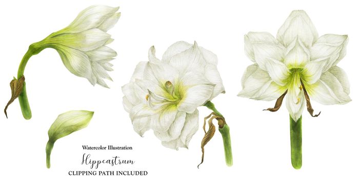 Hippeastrum flowers and bud, botanical watercolor with clipping path