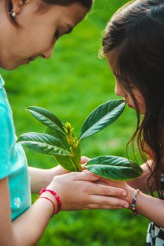 Children take care of nature tree in their hands. Selective focus. Kid.