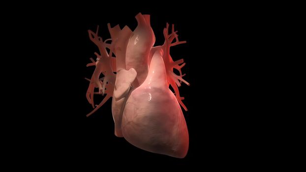 Cardiovascular system with beating heart 3d illustration