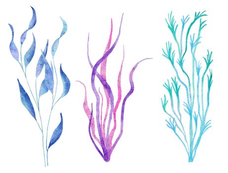 Watercolor illustration of seaweed plants in blue turquoise purple colors, ocean sea underwater wildlife animals. Nautical summer beach design, coral reef life nature, algae pink spirulina