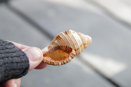 The hand holds a seashell. Marine background. High quality photo