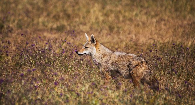 Wildlife photography is a genre of photography concerned with documenting various forms of wildlife in their natural habitat.