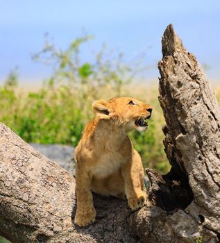 Wildlife photography is a genre of photography concerned with documenting various forms of wildlife in their natural habitat.