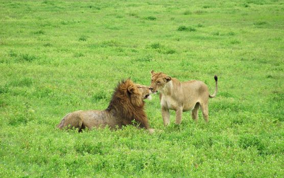 Wildlife photography is a genre of photography concerned with documenting various forms of wildlife in their natural habitat.