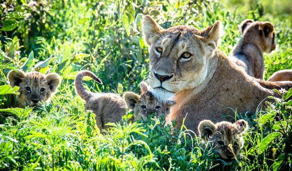 Wildlife photography is a genre of photography concerned with documenting various forms of wildlife in their natural habitat.