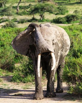 Wildlife photography is a genre of photography concerned with documenting various forms of wildlife in their natural habitat.