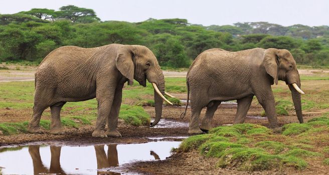 Wildlife photography is a genre of photography concerned with documenting various forms of wildlife in their natural habitat.