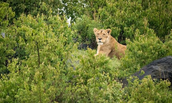 Wildlife photography is a genre of photography concerned with documenting various forms of wildlife in their natural habitat.