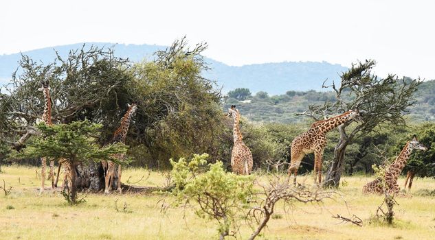 Wildlife photography is a genre of photography concerned with documenting various forms of wildlife in their natural habitat.