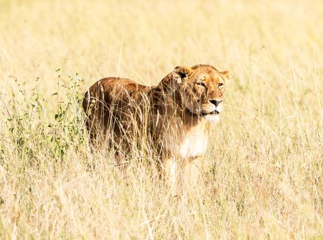 Wildlife photography is a genre of photography concerned with documenting various forms of wildlife in their natural habitat.