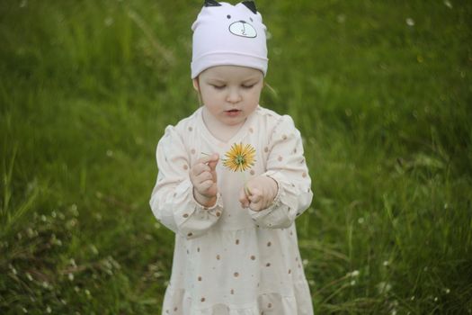 Little girl in a field of flowers, blowing the fluffy seeds off a dandelion seedhead clock.