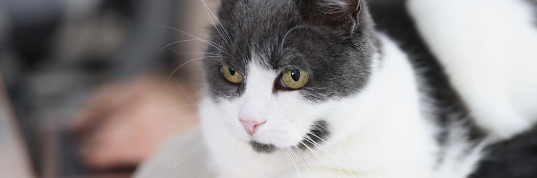 Close-up of calm fluffy white and grey domestic cat chilling on sofa. Cute cat with green eyes live in someones house. Pet, animal friendly, care concept