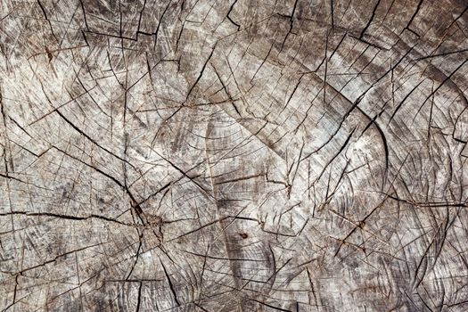 Full frame of wooden stump texture as backdrop