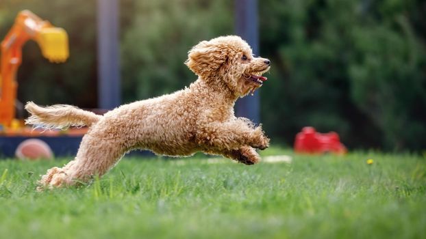 A very small poodle moving fast green meadow. Photo with stopped dog jump movement in the air. In the of summer green nature background seen, a children's playground.