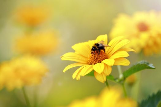 Echinacea paradoxa or yellow coneflower medicinal herb, blooming flower close up, colorful and vivid plant, natural background. Bee collecting honey on echinacea.