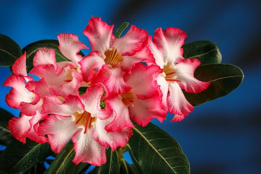 Adenium or desert rose flower is medicinal herbs. (Impala Lily, Mock Azalea, Pink adenium). Blue background and water drops on flower blossoms