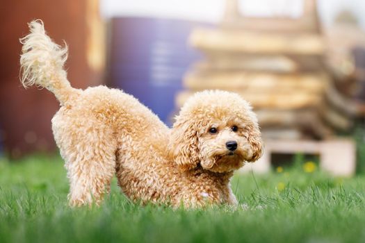 A cute little peach colour poodle is playfully playing in the backyard of a private house on the grass.