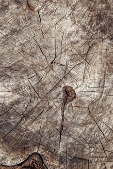 Close up of wooden texture of cut tree trunk