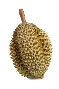 Mon Thong durian fruit isolated over white background. Regarded by many people in southeast asia as the king of fruits.