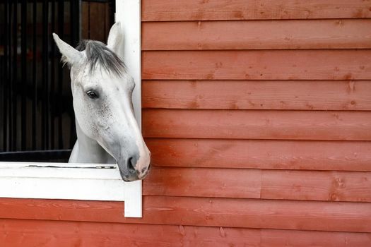 Curious white horse looks out the stable window. The exterior of the horse stable is made of red wood planks, there is free space for text in the picture.