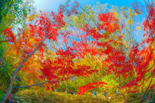 Autumn leaves of Sankeien. Shooting Location: Yokohama-city kanagawa prefecture