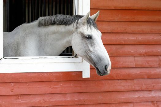 Close-up of a white horse looking out from his stall window. Horizontal photo, there is free space for text.