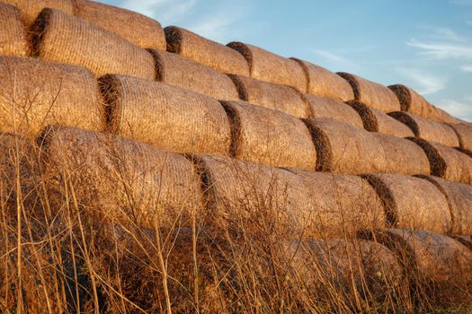 Straw or hay stacked in a field after harvesting. Straw bale wall.