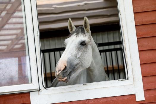 Beautiful silver color horse looking out of the stable window and smiling to us.