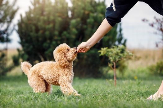 A girl is training her poodle on a green lawn. The puppy gets his prize.