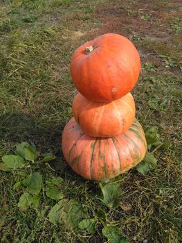 Orange autumn pumpkins on the farm. Autumn concept with pumpkin. Huge orange-yellow pumpkins.