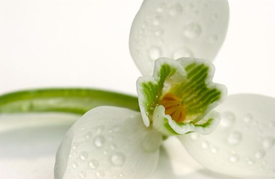 A closeup shot of white wet flower on white background