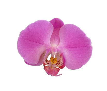 A closeup shot of an isolated purple moth orchid on a white background