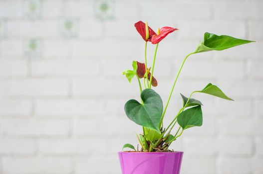 A closeup shot of beautiful Anthuriums isolated on a white background