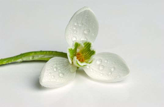 A closeup shot of an isolated white snowdrop on a white background