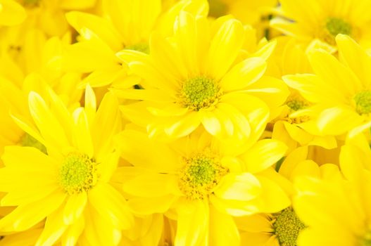 A closeup shot of a bunch of daisy flowers with yellow petals and a green pollen