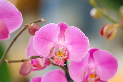 A selective focus shot of pink phalaenopsis orchid