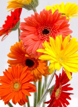 A vertical shot of red and yellow Gerbera flowers in a bouquet