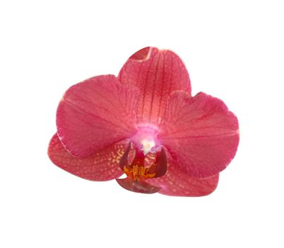 A closeup shot of an isolated pink moth orchid on a white background