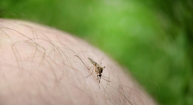 Macro.A mosquito drinks blood on human skin outdoors.Texture or background