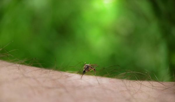 A striped mosquito drinks blood on a person's skin outdoors.Texture or background.Macro.