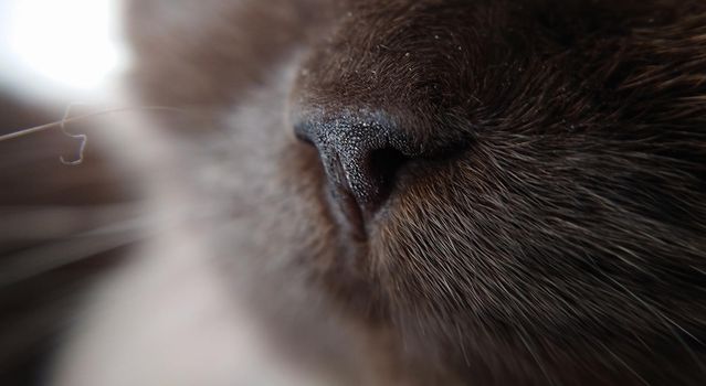 Macro composition. Cat's muzzle mustache and nose chocolate color.British shorthair breed.Corner