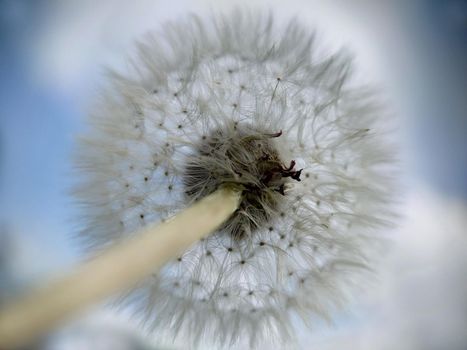 A lush round sphere of the white color of a ripe dandelion.View from an angle.Texture or background.Macro.