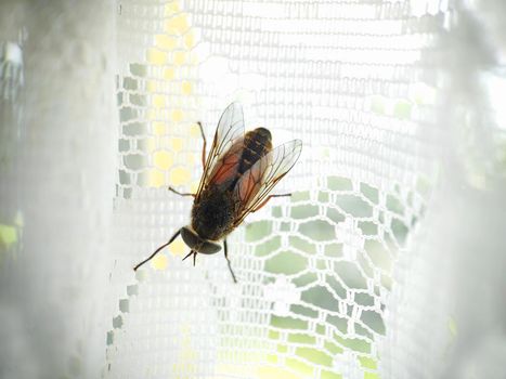 A huge gadfly on a white checkered curtain.Texture or background.Macro