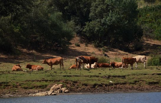 Cows and horses together resting and grazing in the meadow near the river bank