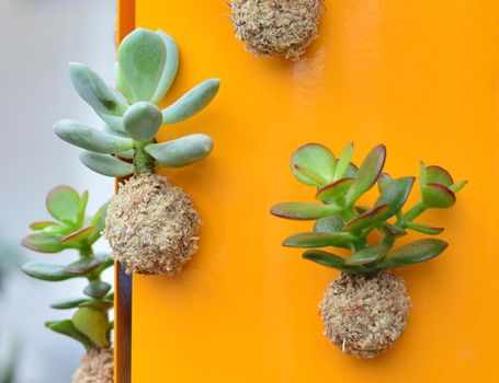 succulents in a ball of natural soil